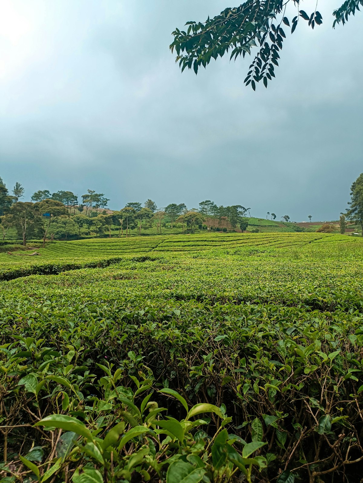 Kebun teh dataran tinggi Bandung, Jawa Barat